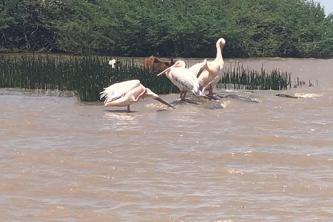 Day Trip To Lake Ziway - Who should book this Lake Ziway outing