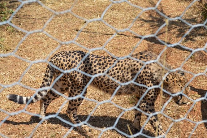 Day Trip To Menagesha Suba Forest - Key points to know before you book