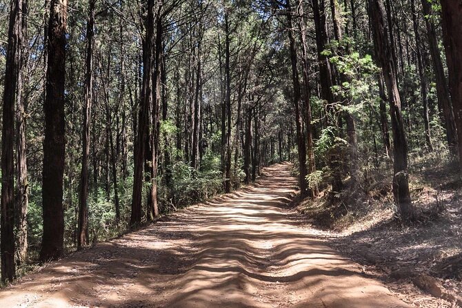 Day Trip to Menagesha Suba Forest from Addis Ababa - Lunch, Ethiopian Coffee, and a Taste of Local Culture