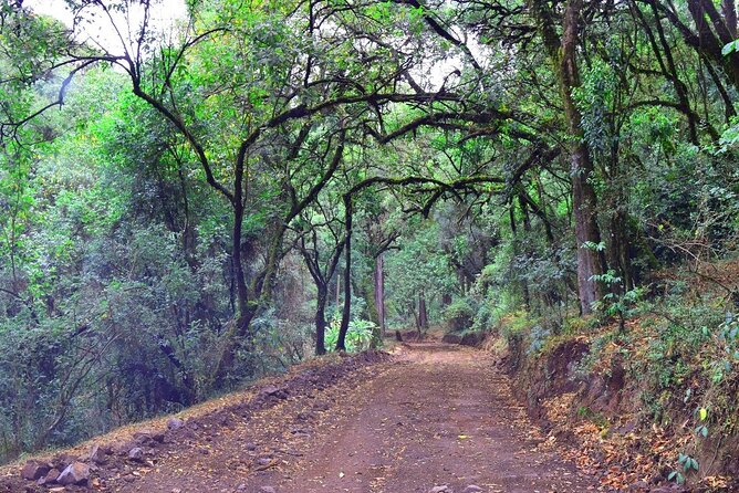Day Trip to Menagesha Suba Forest from Addis Ababa - What the Private Format Adds