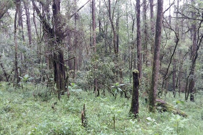 Day Trip to Menagesha Suba Forest from Addis Ababa - Timing Your Day Around a Flight