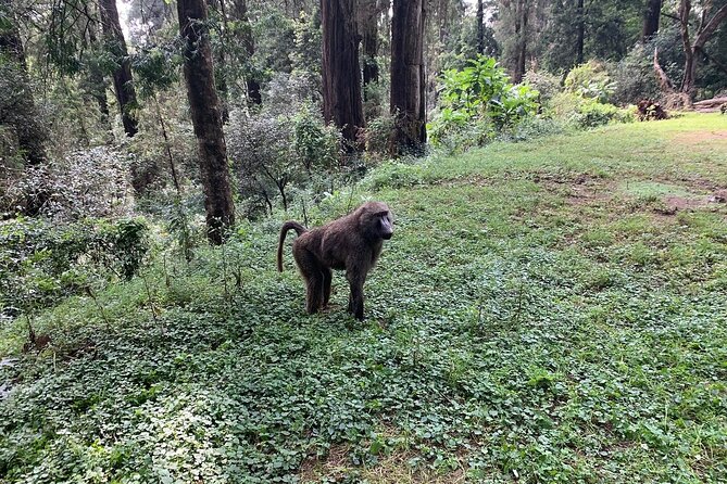 Day Trip to Menagesha Suba Forest from Addis Ababa - Who Will Enjoy This Forest Trip