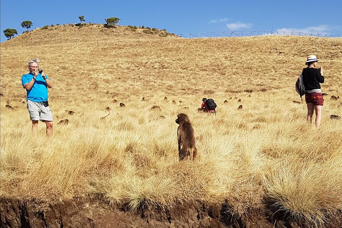 Debre Libanos Monastery and Jemma River Gorge - Day Tour from Addis Ababa - Looking for Gelada baboons