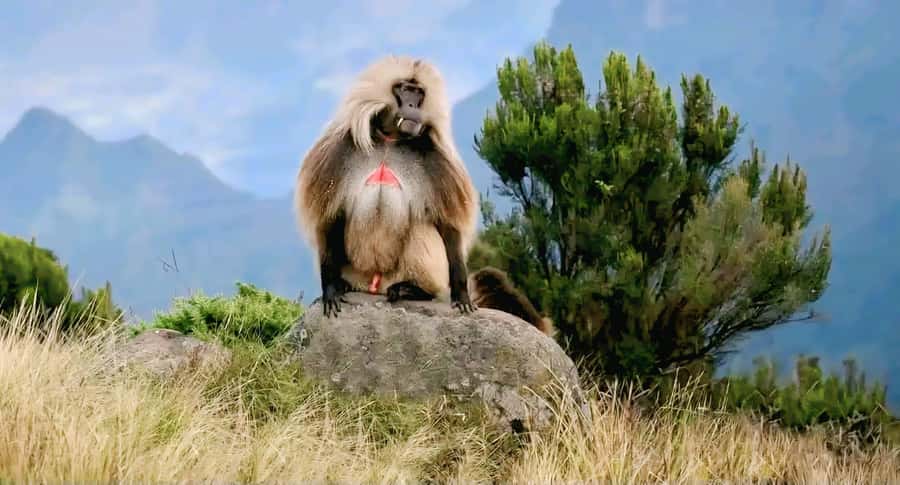 Debre Libanos Monastery & Scenic Portuguese Bridge Tour - Is $103 Good Value?