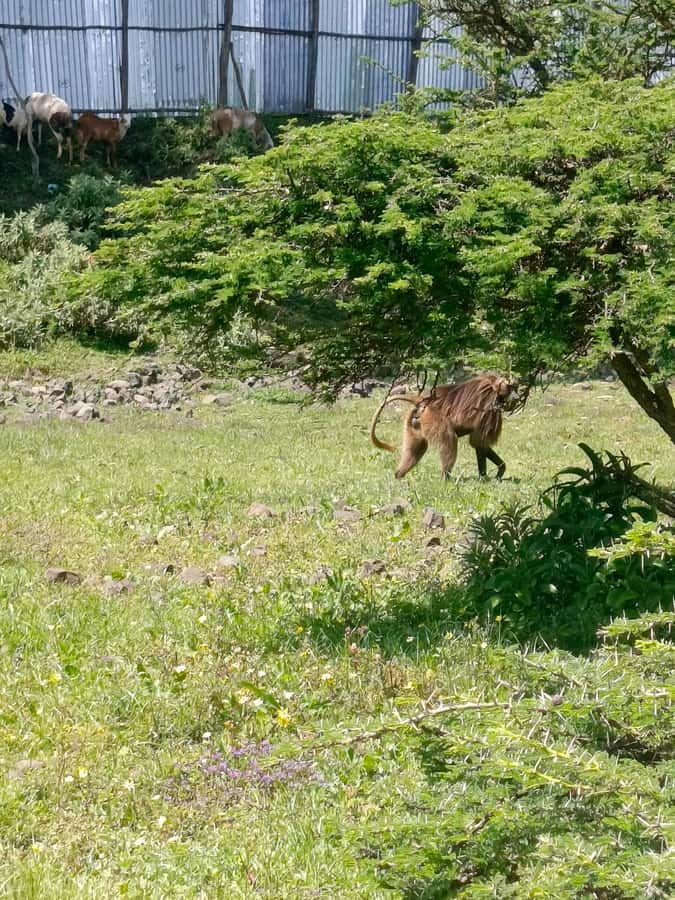 From Addis Ababa: Bisheftu Lake Side Tour - Why Bishoftu makes a good break from Addis Ababa