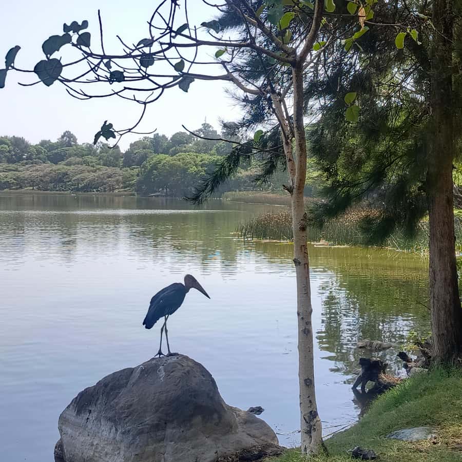 From Addis Ababa: Bisheftu Lake Side Tour - Leaving Addis Ababa by highway