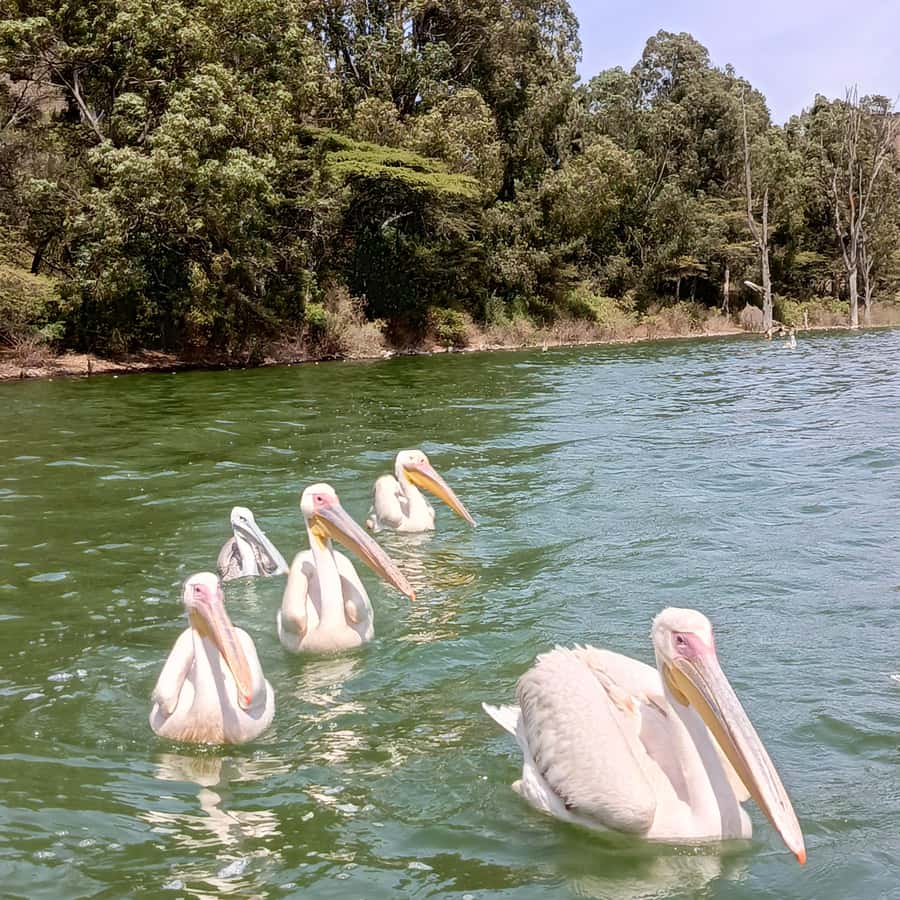 From Addis Ababa: Bisheftu Lake Side Tour - Lake Hora’s twin craters near town