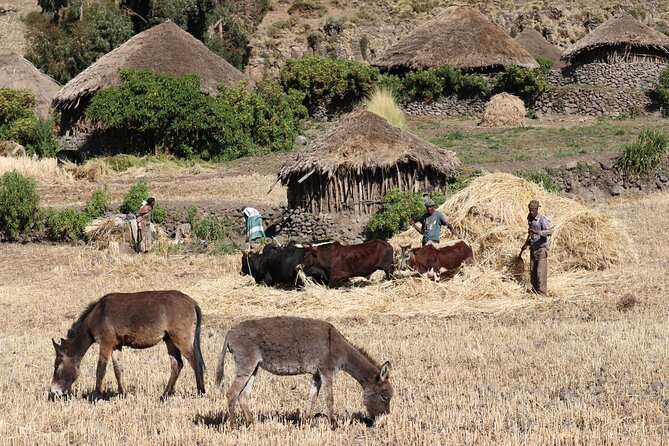 Lalibela 2-Day Eco Trekking Tour - A night with a highland farming family