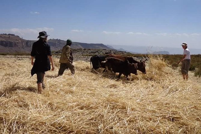 Lasta Mountains: Highland Eco Trekking Tour in Lalibela - Food, water, and the value of $95.83