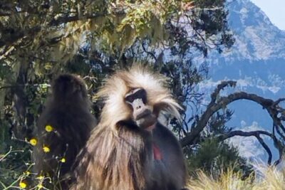 Monastic Marvels Exploring the beauty of Debre Libanos Monastery