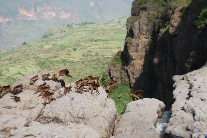 Nature & Historical day trip to Debrelibanos and the beautiful Jemma valley - Why Debre Libanos makes a strong day trip from Addis Ababa