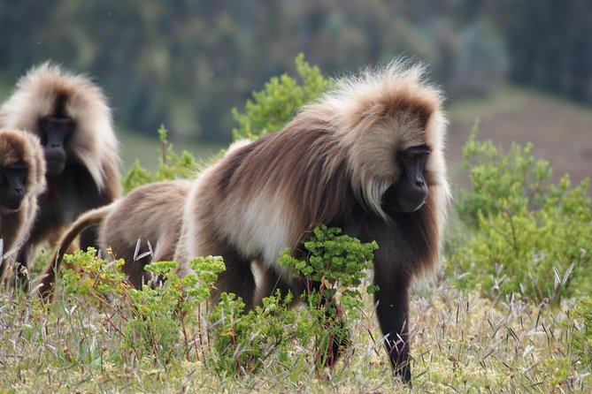 Northern Ethiopia Historic Route - FAQ