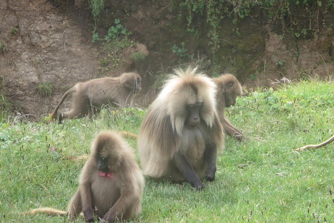 Northern Ethiopia & Trekking Simien Mountains , 10 Days - Lalibela’s churches cut into the rock