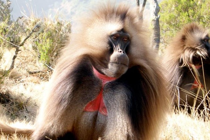 Private Day Trip to Debre Libanos Portuguese Bridge Galada Baboon - Walking to the Portuguese Bridge