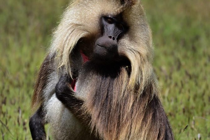 Private Day Trip to Debre Libanos Portuguese Bridge Galada Baboon - Lunch above the Jemma River Gorge