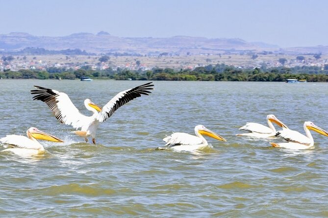 Private Guided Tours To Bahir Dar Lake Tana Monastery & Blue Nile Waterfalls - Who will get the most from this experience?