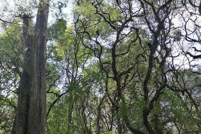Round Trip to Menagesha Suba Forest Park - Key points at a glance