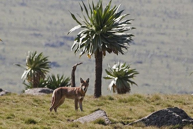 Simien Mountains – 4 Days - Camping, Food, and Mountain Comfort