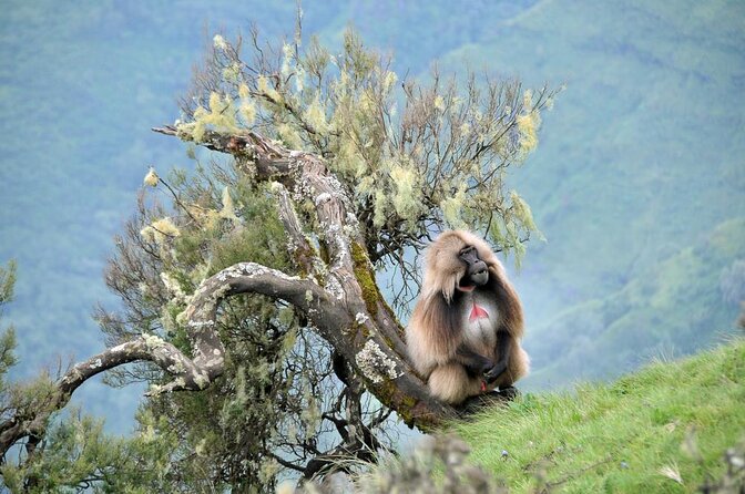 Simien Mountains National Park – 7 Day Trek - Key points before you book