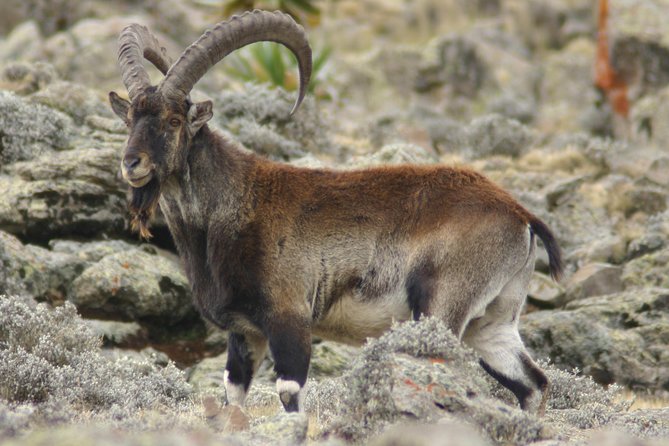 Simien Mountains National Park – 7 Day Trek - Day 1: Gondar to Sankaber and the first cliff walk