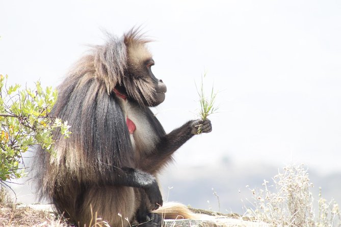 Trekking in Ethiopia's Lalibela Wollo Highland 4 Days / 3 Nights - Is $500 a Fair Price?