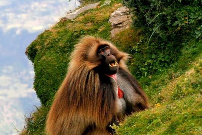 Two days Lake Wenchi and Menagesha Forest - Menagesha Suba Forest brings a different kind of Ethiopia