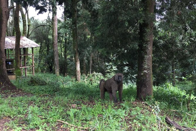Two days Lake Wenchi and Menagesha Forest - Why the two stops work well together